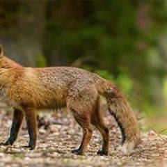 Кухонный фартук Фауна 005 МДФ матовый (3000) Fauna в Воткинске - votkinsk.mebel24.online | фото