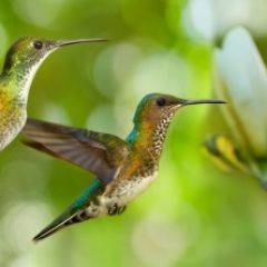 Кухонный фартук Фауна 006 МДФ матовый (3000) Fauna в Воткинске - votkinsk.mebel24.online | фото