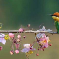 Кухонный фартук Фауна 015 МДФ матовый (3000) Fauna в Воткинске - votkinsk.mebel24.online | фото