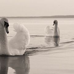 Кухонный фартук Фауна 029 МДФ матовый (3000) Fauna в Воткинске - votkinsk.mebel24.online | фото