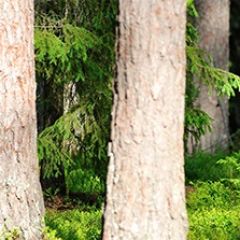 Кухонный фартук Фауна 033 МДФ матовый (3000) Fauna в Воткинске - votkinsk.mebel24.online | фото