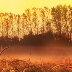 Кухонный фартук Фауна 037 МДФ матовый (3000) Fauna в Воткинске - votkinsk.mebel24.online | фото
