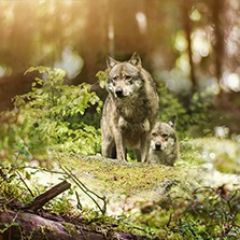 Кухонный фартук Фауна 047 МДФ матовый (3000) Fauna в Воткинске - votkinsk.mebel24.online | фото