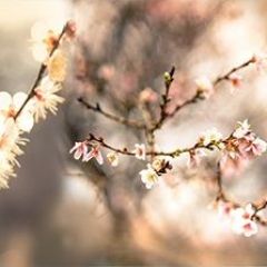 Кухонный фартук Цветы 317 МДФ матовый (3000) Flowers в Воткинске - votkinsk.mebel24.online | фото